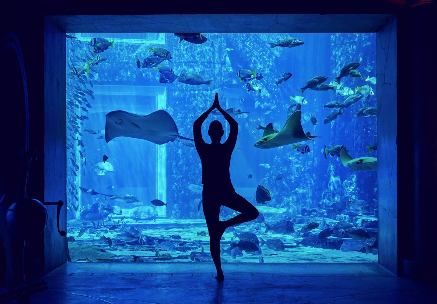 Atlantis, The Palm, streamt am 21. Juni 2022, dem Internationalen Yoga Tag, eine kostenfreie Yoga Session aus dem Lost Chambers Aquarium. Yoga-Fans aus aller Welt können via Instagram live dabei sein. (Copyrights: Atlantis, The Palm)