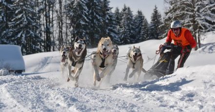 Schlittenhunde-Weltcup Unterjoch 2025 (Bildquelle: Bad Hindelang Tourismus)