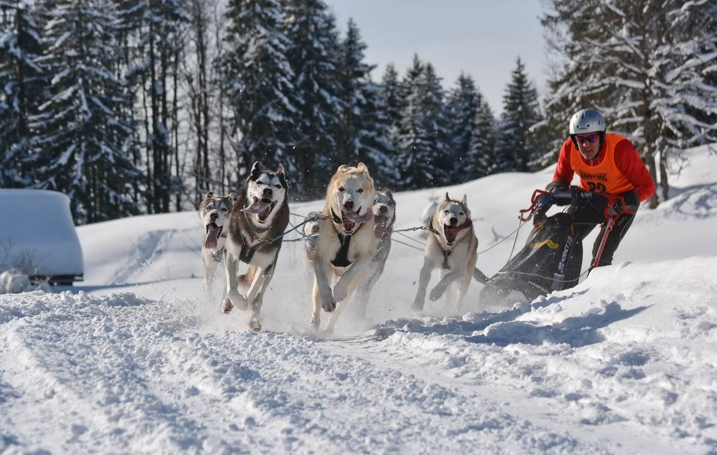Schlittenhunde-Weltcup Unterjoch 2025 (Bildquelle: Bad Hindelang Tourismus)
