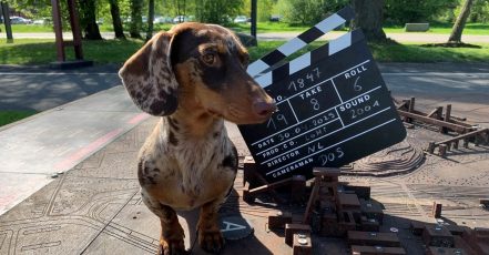 Zwergdackeldame "Lotti" steht im Mittelpunkt des TikTok-Kanals der Stiftung Zollverein. (Foto: Doreen Scholz/Stiftung Zollverein)